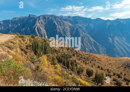 Paesaggio del Canyon del Colca con piante di cactus, regione di Arequipa, Perù. Foto Stock