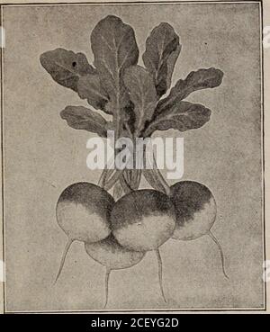 . Semi, bulbi, arbusti : catalogo 1914. EABLY SCARLATTO GLOBO RAVANELLO-CONTINUATO. Foto Stock