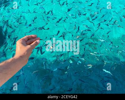 primo piano la mano della donna che lancia il pane al pesce Foto Stock