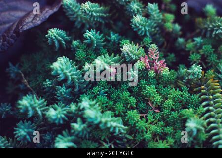Piante verdi di Succulents. Primo piano di cactus misti in miniatura. Floreale minimalista per negozio di fiori. Foto Stock