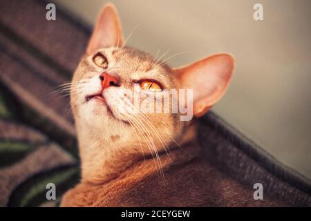 Gatto abissino sul pavimento. Primo piano ritratto del gatto femmina abissino blu, sdraiato sul tappeto. Gatto carino grazioso Foto Stock