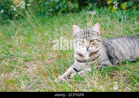 Gatto di strada in letto di fiori. Il gatto peloso grigio è seduto nell'erba verde. Foto Stock