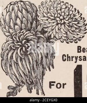 . Araldo cristiano e segni dei nostri tempi. 3 BeautifulChrysanthemi 10c Send 10c for the supra 3 Chrysanthemi. Il Big Six ChrysanthemumSet per 25 centesimi. Un bel crisantemo bianco avorio, UN affascinante limone ricurvo colorato sort.A delicata varietà rosa, UN grande e distinto premio arancione genere, una splendida ricca varietà cremisi brillante, UNA splendida e unica drooping kind.The sopra fine set di Crisantemi per 25c dovrebbe essere seminato in ogni giardino. Per la prova abbiamo shallgive via 1 Pkt. Gigante Giappone mattina-gloria |1 Pkt. Nuova Ked Pansy FOB1 Pkt. Nuovo Astro giallo a » 1 Pkt. Double Sweet Peas 14 C i 1 Pk Foto Stock