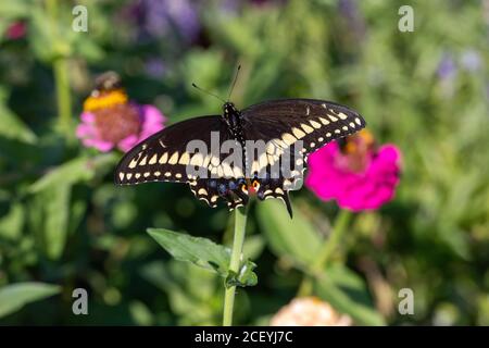 Farfalla nera a coda di rondine su fiore di zinnia Foto Stock