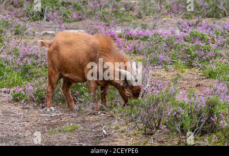 Capra marrone mangiare erica in un campo naturale belga. Foto Stock
