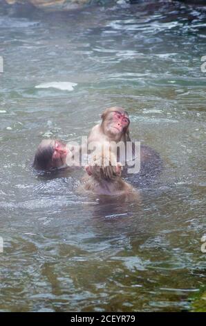 Scimmie della neve selvaggia (Macaque giapponese) al Parco delle scimmie Jigokudani Yaen nella prefettura di Nagano, Giappone Foto Stock