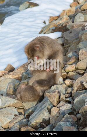 Scimmie della neve selvaggia (Macaque giapponese) al Parco delle scimmie Jigokudani Yaen nella prefettura di Nagano, Giappone Foto Stock