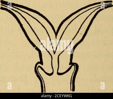 . Malattie delle donne. Una guida clinica alla diagnosi e al trattamento. Fig. 169.-diagramma che illustra uterusbicornis semiduplex. (Giles.) Fig. 168.-diagramma che illustra il duplex uterusbicornis. (Giles.) Foto Stock