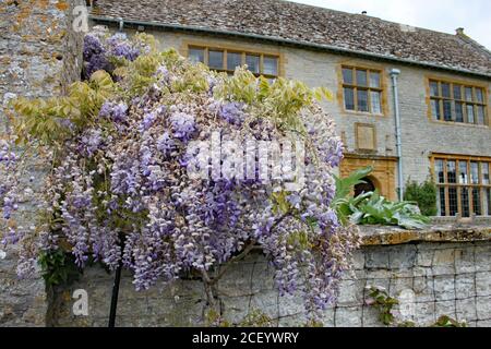 Una massa di fiori wisteria viola di fronte a un Casa di campagna inglese Foto Stock