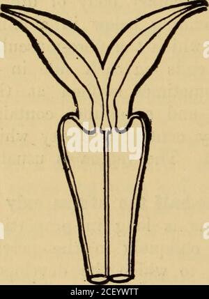 . Malattie delle donne. Una guida clinica alla diagnosi e al trattamento. Fig. 166.-diagramma che illustra l'utero Fig. 167--- diagramma che illustra uterusbicornis con didelphys di sviluppo imperfetto. (Giles.) di una metà. (Giles.). Foto Stock