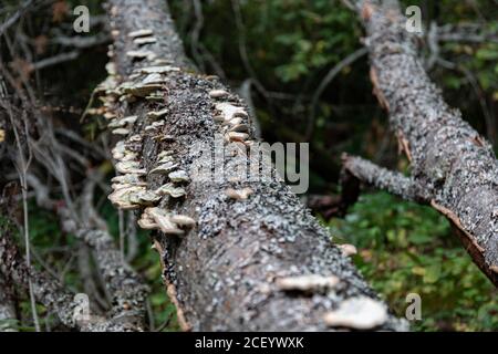 Conks che crescono su un albero caduto nella foresta finlandese Foto Stock