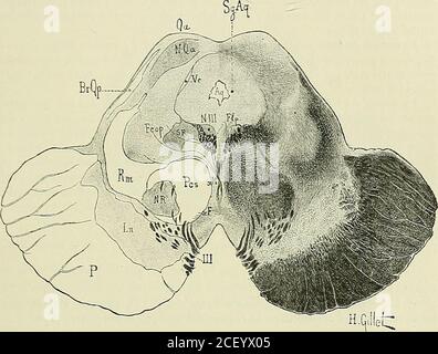 . Anatomie des centres nerveux. De la coupé précé-dente. Les fibers horizontales à direction radiaire ont augmenté de volume, ellesproviennent presque toutes du stratum intermedium de Meynert (Stri) (tig. 193 et297). Le pied du pédoncule cérébral est nettement délimité en arrière ; il ne reçoitplus aucune fibre de la base du cerveau. Le pied du pédoncule cérébral, de mémo coupés MICROSCOPIQUES DU CERVEAU. E:;o que la calotte, seront du reste étudiés en détail dans le tome II, par la méthoddes dégénérescences secondaires consécutives à des lésions corticales ou cen-tron, porous Foto Stock