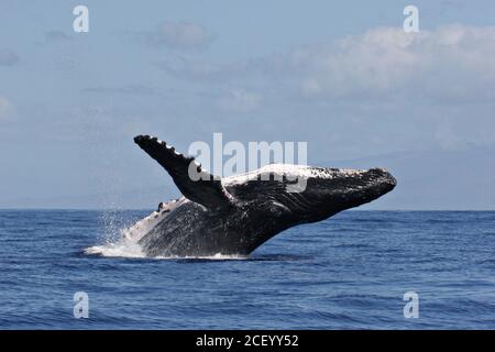 Una balena di ritorno si infrange in una spettacolare mostra presso il Santuario Nazionale Marino delle balene Humpback delle Isole Hawaiiane al largo della costa di Kihei, Maui, Hawaii. Le isole hawaiane sono i principali terreni di allevamento invernale per la popolazione di balene megattere del Pacifico del Nord. Foto Stock