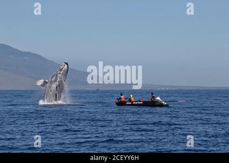 Una balena di ritorno si infrange in un'esibizione drammatica dopo che i soccorritori hanno distollato la balena dall'attrezzatura da pesca al Santuario Marino Nazionale delle balene Humpback delle Isole Hawaiiane al largo della costa di Kihei, Maui, Hawaii. I soccorritori del NOAA dal santuario hanno rimosso più di 285 piedi di lenza dalla bocca della balena. Foto Stock