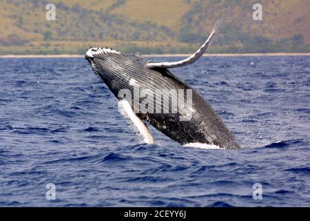 Una balena di ritorno si infrange in una spettacolare mostra presso il Santuario Nazionale Marino delle balene Humpback delle Isole Hawaiiane al largo della costa di Kihei, Maui, Hawaii. Le isole hawaiane sono i principali terreni di allevamento invernale per la popolazione di balene megattere del Pacifico del Nord. Foto Stock