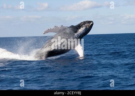 Una balena di ritorno si infrange in una spettacolare mostra presso il Santuario Nazionale Marino delle balene Humpback delle Isole Hawaiiane al largo della costa di Kihei, Maui, Hawaii. Le isole hawaiane sono i principali terreni di allevamento invernale per la popolazione di balene megattere del Pacifico del Nord. Foto Stock