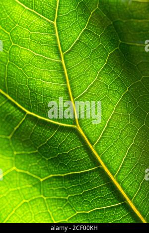 Primo piano di fresco verde foglia texture di Ficus Lyrata contro la luce del sole, macro foto. Foto Stock