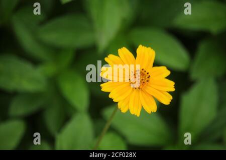 Macro dettagli di estate zolfo Cosmos fiore. Foto Stock
