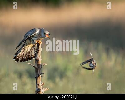 Cuckoo e Reed Bunting Dispute Foto Stock