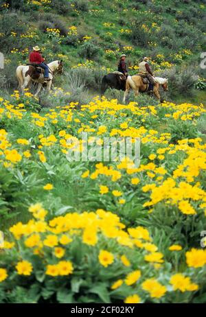 Fai un giro per i cavalieri di Rendezvous con Balsamroot (Balsamorhiza deltoidea), Methow Wildlife Area, Washington Foto Stock