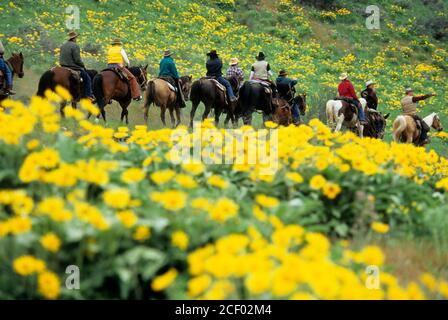 Fai un giro per i cavalieri di Rendezvous con balsamroot (Balsamorhiza deltoidea), la zona della fauna selvatica di Methow, Washington Foto Stock