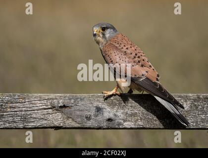 Maschio Kestrel su cancello Foto Stock