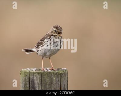 Canti Meadow Pipit su Fencepost Foto Stock