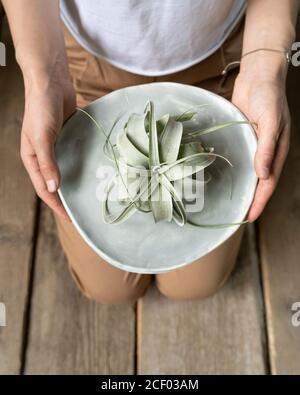 Donna che tiene aria pianta Tillandsia Xerographica su piastra decorativa, vista dall'alto. Foto Stock