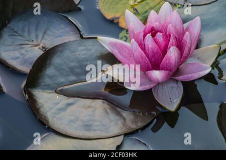 Primo piano di un bel giglio d'acqua rosa con foglie galleggianti nello stagno Foto Stock