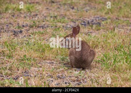 Closeup del coniglio di cotontail orientale giovane seduto in un campo dopo la cura stessa Foto Stock