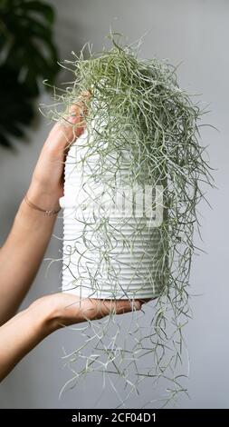 Mani di donna che tengono un muschio spagnolo (Tillandsia usneoides) in vaso di ceramica bianca nel giardino della casa Foto Stock