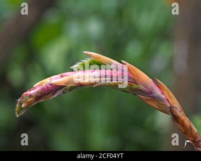 Germoglio di foglie di rame Faggio (Fagus sylvatica purpurea) con sfumature di verde e viola dietro le scale dorate brune in Cumbria, Inghilterra Regno Unito Foto Stock