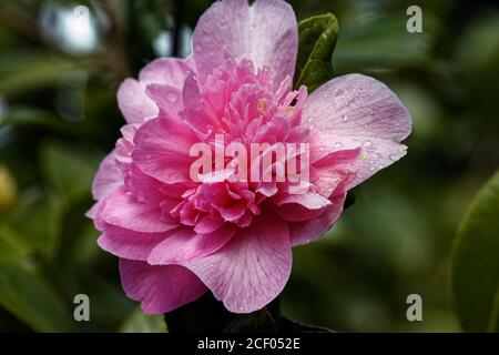 Camellia Ballet Queen: Grande camelia rosa salmone che fiorisce da metà a tarda primavera. Tipo japonica. Foto Stock