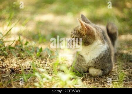 gatto grigio tricolore che riposa nel giardino estivo sul erba Foto Stock