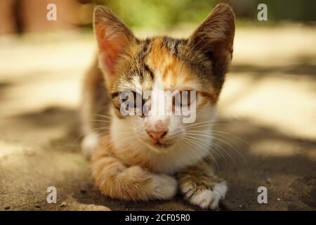 il gattino tricolore si trova su una soleggiata strada estiva. Foto Stock