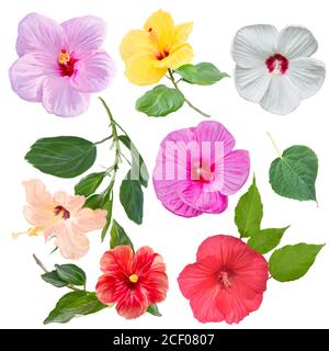 Pittura digitale di fiori di Hibiscus isolati su sfondo bianco Foto Stock