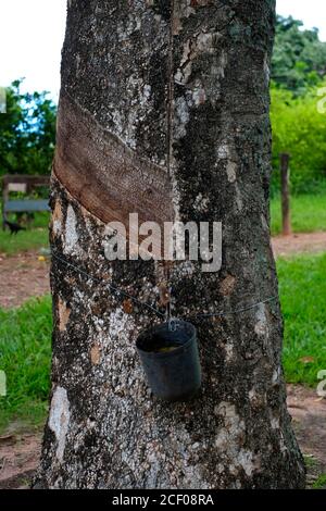 piantagione di lattice albero in fattoria sul Brasile Foto Stock