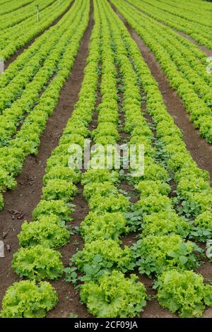 Piantagione di lattuga in fattoria brasiliana familiare Foto Stock