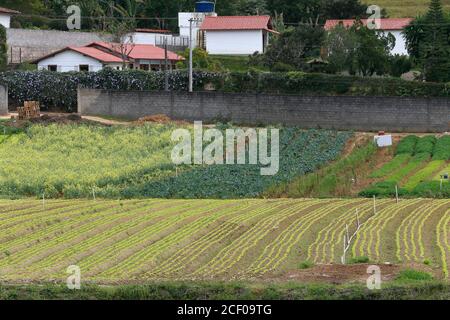 Piantagione di lattuga in fattoria brasiliana familiare Foto Stock