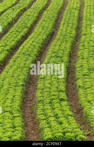 Piantagione di lattuga in fattoria brasiliana familiare Foto Stock