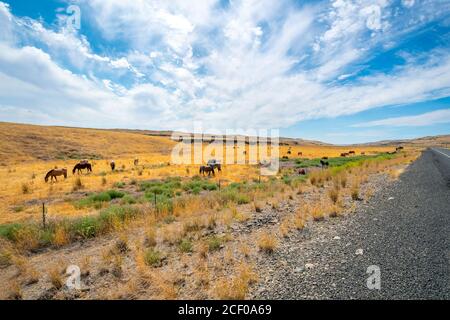 Cavalli selvaggi lungo il lato dell'autostrada nella zona di Palouse del nord-ovest, vicino a Washtucna, Washington USA Foto Stock