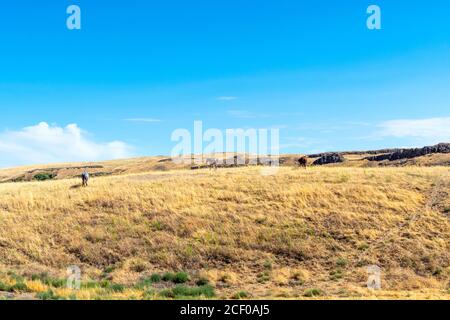 Tre cavalli selvatici sulla cima di una collina nell'area del Palouse Falls state Park dello stato di Washington, Stati Uniti Foto Stock