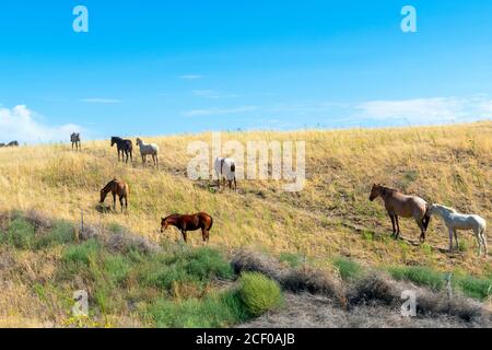 Una mandria di cavalli pascolano sulla cima di una collina in alta campagna desertica di Washington, USA Foto Stock