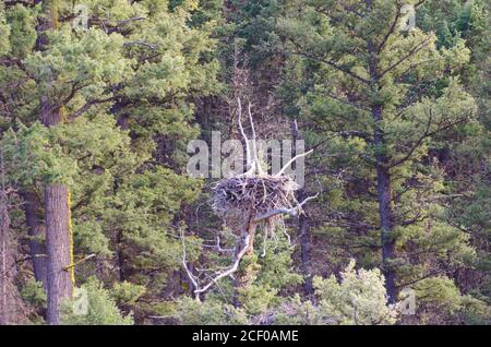 Osprey nel parco nazionale di Yellowstone, Stati Uniti Foto Stock