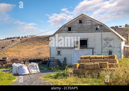 Un piccolo fienile rustico con balle di fieno e attrezzature agricole di fronte e bestiame sulla collina dietro, nell'alto deserto dell'entroterra nord-occidentale. Foto Stock