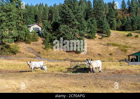 Due mucche bianche britanniche e il loro vitello mangiano fieno in un ranch collinare nella zona di Elberton Ghost Town, nello stato di Central Washington, USA Foto Stock