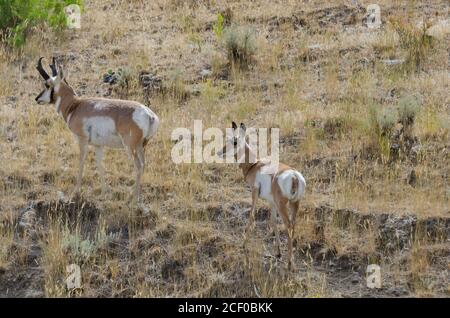 Pronghorn antilope nel Parco Nazionale di Yellowstone, Stati Uniti Foto Stock