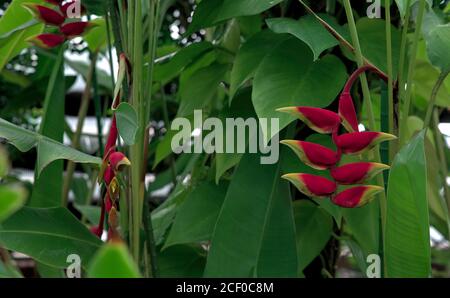 Una vista di diversi fiori rossi e gialli heliconia 'aragosta-artiglio' sullo sfondo di un fogliame tropicale Foto Stock