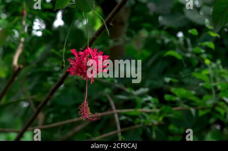 Fuoco selettivo su un fiore di hibiscus rosa-rosso brillante contro uno sfondo di verde lussureggiante fogliame Foto Stock