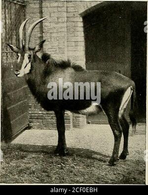 . Animal Life e il mondo della natura; una rivista di Storia Naturale. Photograjihs hy W. P. Bando. HOENS OFADDAX ANTELOPE (maschio e femmina). Bestie selvatiche e le loro vie 171. Photogtapli di W P Dando SABLE ANTELOPE{Hippotragus niger). L'antilope maschile adulto è assolutamente nero e bianco, l'essere nero del più nero e il bianco del più bianco, tranne forse per un leggero tocco bruno alle orecchie. L'antilope sabile è un po 'corto in thelegs in proporzione al resto della sua massa, né sono le thelegs finemente modellati come è il caso nella maggior parte delle immagini di questo animale. Ma per questo sarebbe uno Foto Stock